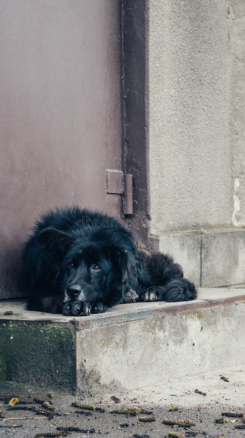 Een dakloze zwarte hond ligt dichtbij de omheining stock afbeeldingen Een dakloze zwarte hond ligt dichtbij de omheining stock afbeeldingen