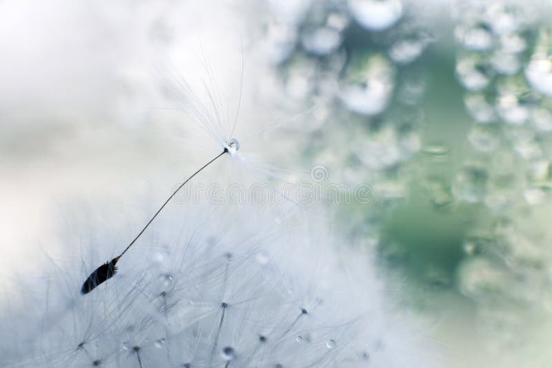 Een druppel water op een dandelion dandelionzaad op blauwe achtergrond royalty-vrije stock fotografie Een druppel water op een dandelion dandelionzaad op blauwe achtergrond royalty-vrije stock fotografie