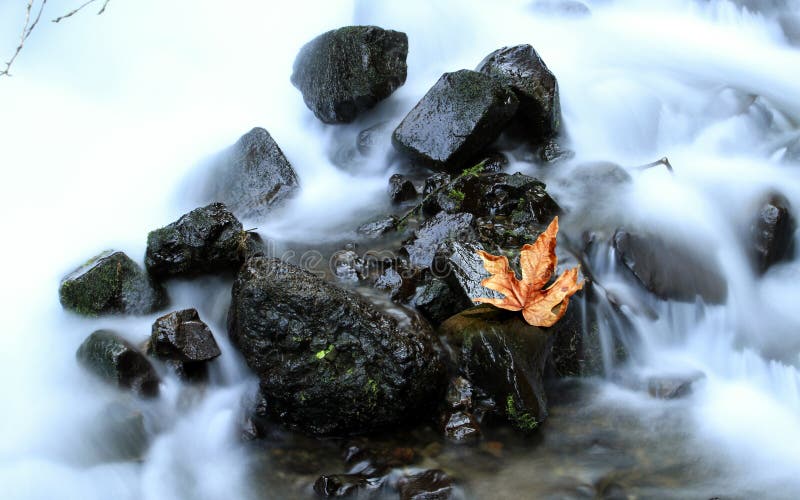 Een Dalingsblad in een Kreek royalty-vrije stock afbeelding Een Dalingsblad in een Kreek royalty-vrije stock afbeelding