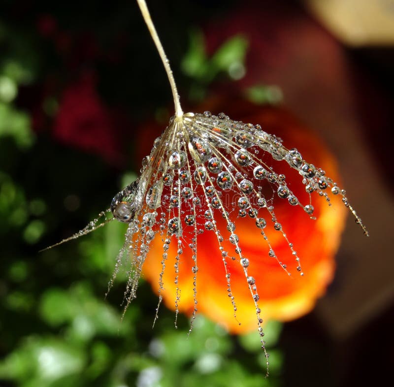 Een deel van het paardebloemzaad met waterdalingen op een kleurrijke achtergrond royalty-vrije stock fotografie Een deel van het paardebloemzaad met waterdalingen op een kleurrijke achtergrond royalty-vrije stock fotografie