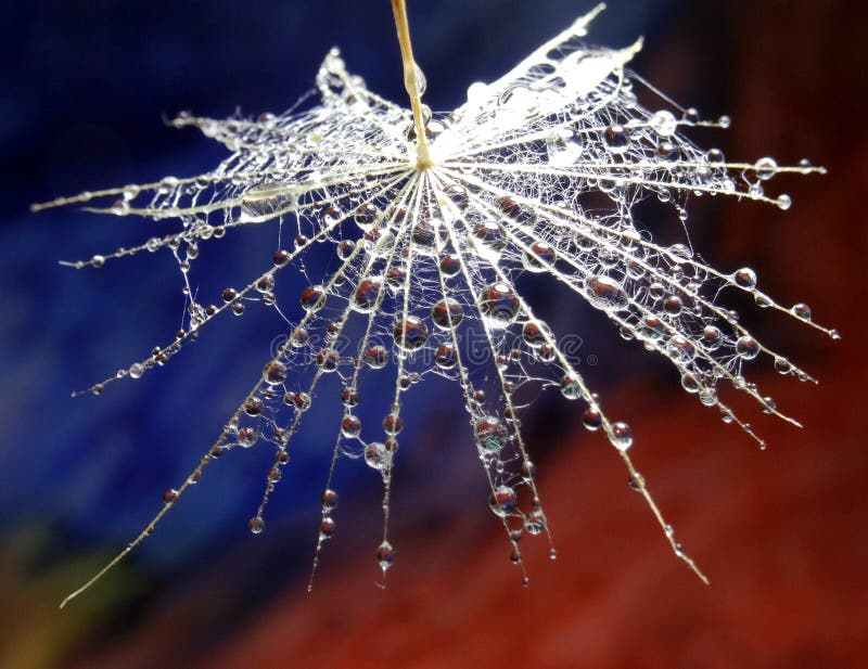 Een deel van paardebloembloem met waterdalingen - op een veelkleurige achtergrond stock fotografie Een deel van paardebloembloem met waterdalingen - op een veelkleurige achtergrond stock fotografie