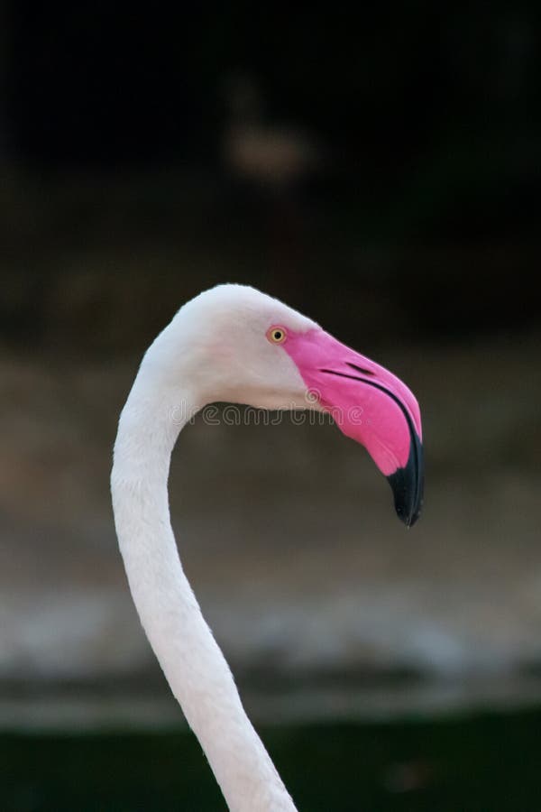 Een dicht omhooggaand die hoofd van een Grotere roseus wordt geschoten die van Flamingophoenicopterus de roze bek en donkere back royalty-vrije stock fotografie Een dicht omhooggaand die hoofd van een Grotere roseus wordt geschoten die van Flamingophoenicopterus de roze bek en donkere back royalty-vrije stock fotografie