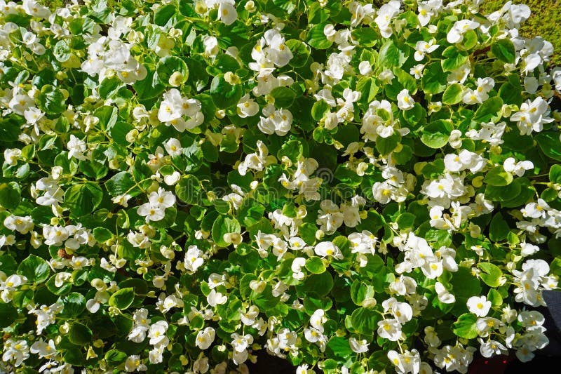 Een dichte bloeiende begoniastruik royalty-vrije stock foto's