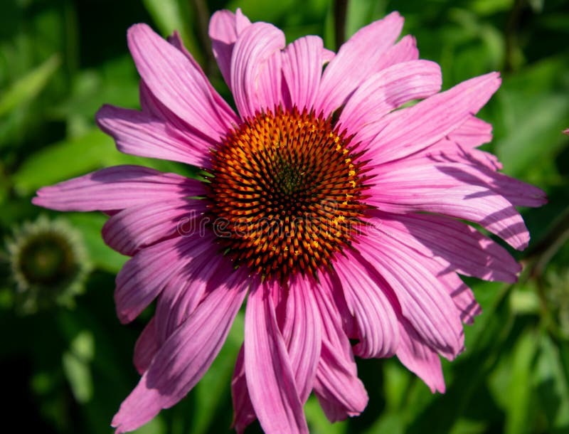 Een directe mening van een pracht van de echinaceaprairie coneflower stock afbeelding Een directe mening van een pracht van de echinaceaprairie coneflower stock afbeelding