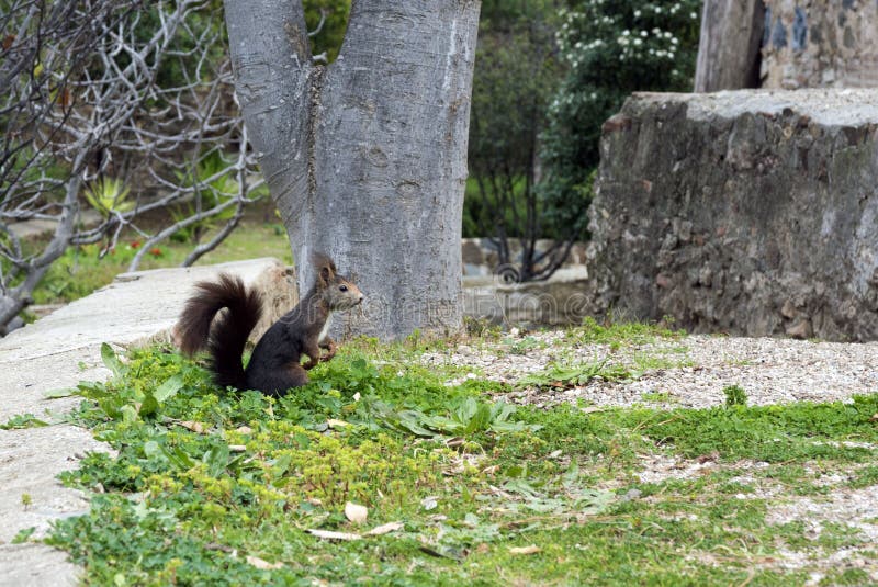Een donkere bruine bonteekhoorn zit achterste benen dichtbij een grote boom in het park stock foto Een donkere bruine bonteekhoorn zit achterste benen dichtbij een grote boom in het park stock foto