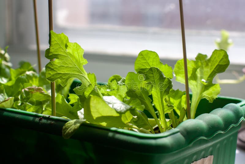 A box for seedlings with growing lettuce on a window sill by the window. Growing lettuce at home. Sunlight from the window. Vertical sticks in the ground. Shallow depth of field. Horizontal. A box for seedlings with growing lettuce on a window sill by the window. Growing lettuce at home. Sunlight from the window. Vertical sticks in the ground. Shallow depth of field. Horizontal