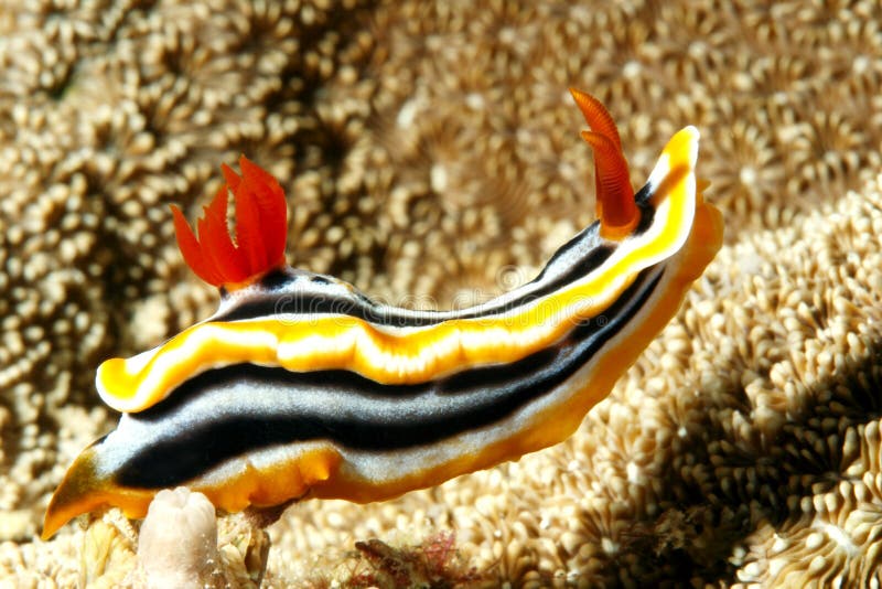 Annae van Chromodoris van Nudibranch stock fotografie Annae van Chromodoris van Nudibranch stock fotografie