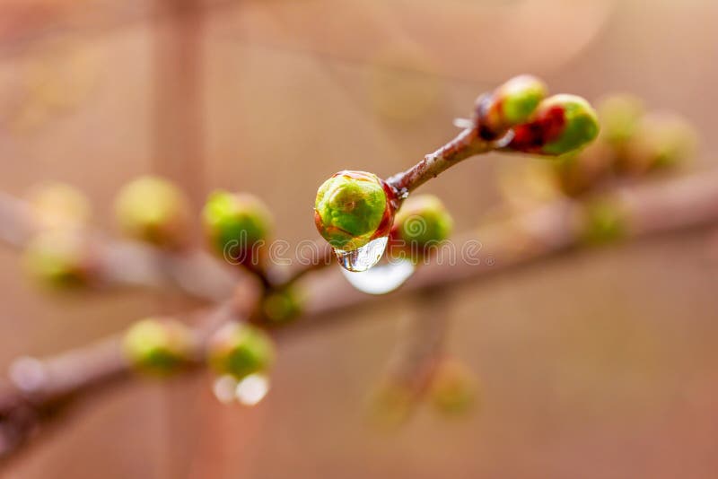 Een druppeltje van water na een de lenteregen op de knoppen die boom ontluiken royalty-vrije stock afbeelding Een druppeltje van water na een de lenteregen op de knoppen die boom ontluiken royalty-vrije stock afbeelding