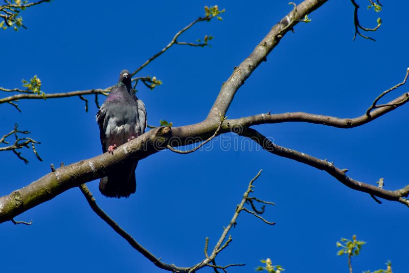 Een duif van de rotsduif hoog op zijn toppositie stock foto Een duif van de rotsduif hoog op zijn toppositie stock foto