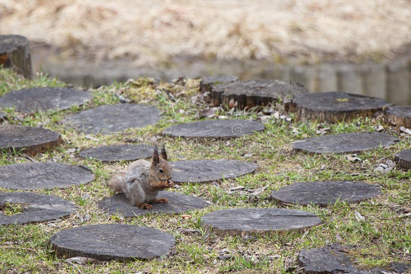 Een eekhoorn met een pluizige staart eet noten zittend voor een stomp Het bruine knaagdierdier in aard eet royalty-vrije stock foto Een eekhoorn met een pluizige staart eet noten zittend voor een stomp Het bruine knaagdierdier in aard eet royalty-vrije stock foto