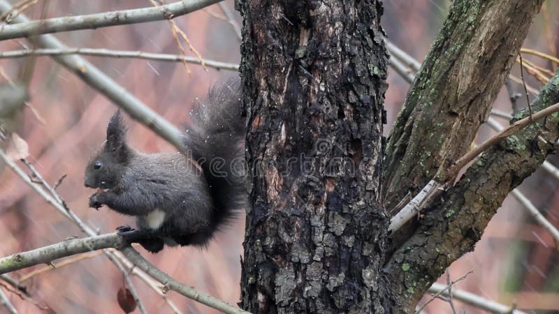 Een eekhoorn sciurus vulgaris in lichte sneeuwval