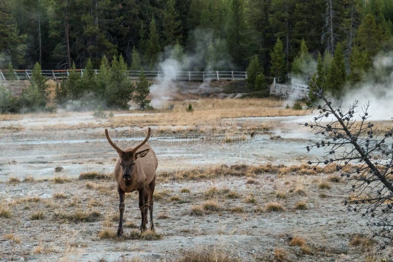 A lonely mule deer grazing in between a mud pot field in the Yellowstone NP, USA. A lonely mule deer grazing in between a mud pot field in the Yellowstone NP, USA