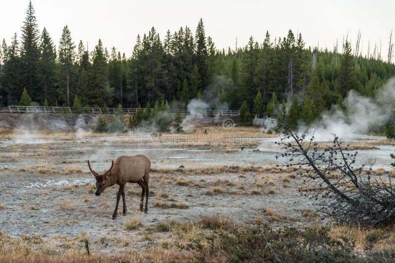 A lonely mule deer grazing in between a mud pot field in the Yellowstone NP, USA. A lonely mule deer grazing in between a mud pot field in the Yellowstone NP, USA