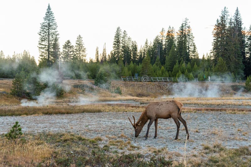 A lonely mule deer grazing in between a mud pot field in the Yellowstone NP, USA. A lonely mule deer grazing in between a mud pot field in the Yellowstone NP, USA