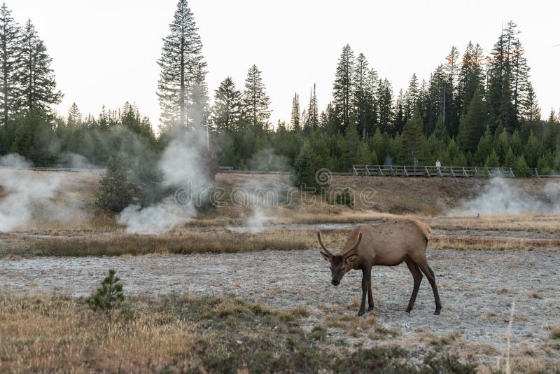 A lonely mule deer grazing in between a mud pot field in the Yellowstone NP, USA. A lonely mule deer grazing in between a mud pot field in the Yellowstone NP, USA