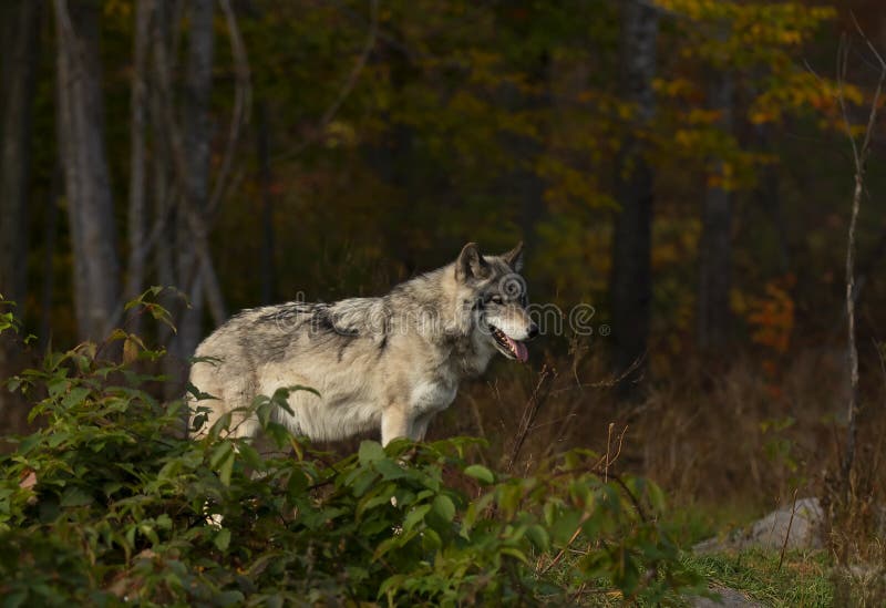 Een eenzaam Houtwolf of Grey Wolf die zich op een rotsachtige klip op een de herfst regenachtige dag bevinden in Canada royalty-vrije stock foto's Een eenzaam Houtwolf of Grey Wolf die zich op een rotsachtige klip op een de herfst regenachtige dag bevinden in Canada royalty-vrije stock foto's
