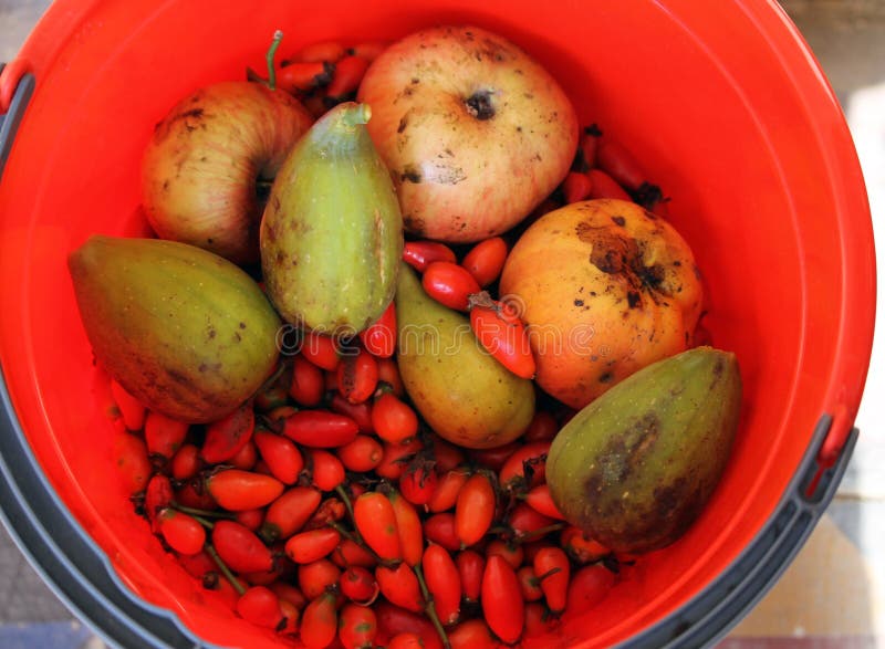 Een emmer vol fruit stock foto Een emmer vol fruit stock foto