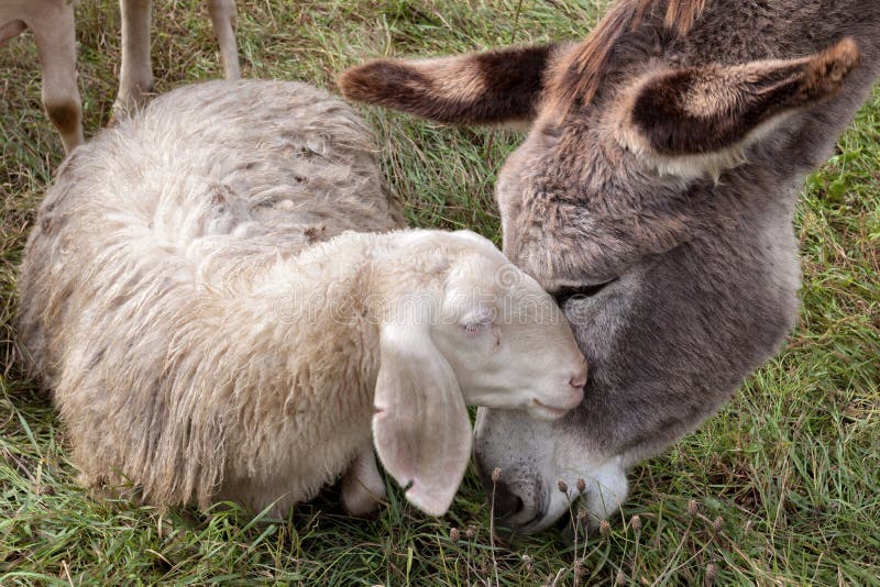 Een ezel en een schaap die knuffel hebben stock fotografie Een ezel en een schaap die knuffel hebben stock fotografie