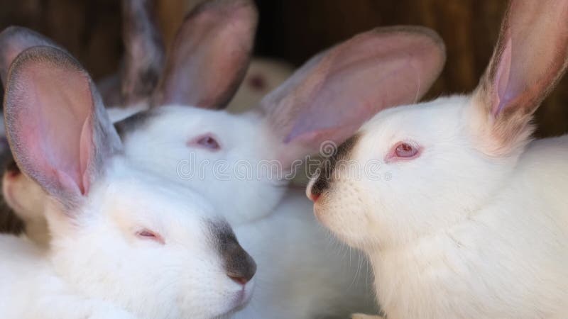 Een familie van witte konijnen in een kooi. fokdieren op het bedrijf.