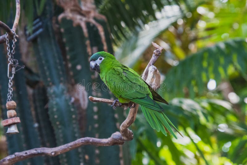 A picture of hahn`s dwarf macaw perched on the branch.   Vancouver BC Canada. A picture of hahn`s dwarf macaw perched on the branch.   Vancouver BC Canada