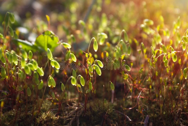 Een foto van de mooie groene jonge spruiten van het de lentemos in het zonlicht Close-up gestemde foto van mos Romantische ochten royalty-vrije stock afbeelding Een foto van de mooie groene jonge spruiten van het de lentemos in het zonlicht Close-up gestemde foto van mos Romantische ochten royalty-vrije stock afbeelding