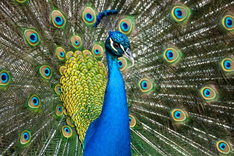 A close-up shot of a colourful male Peafowl. Peacock image. A close-up shot of a colourful male Peafowl. Peacock image.