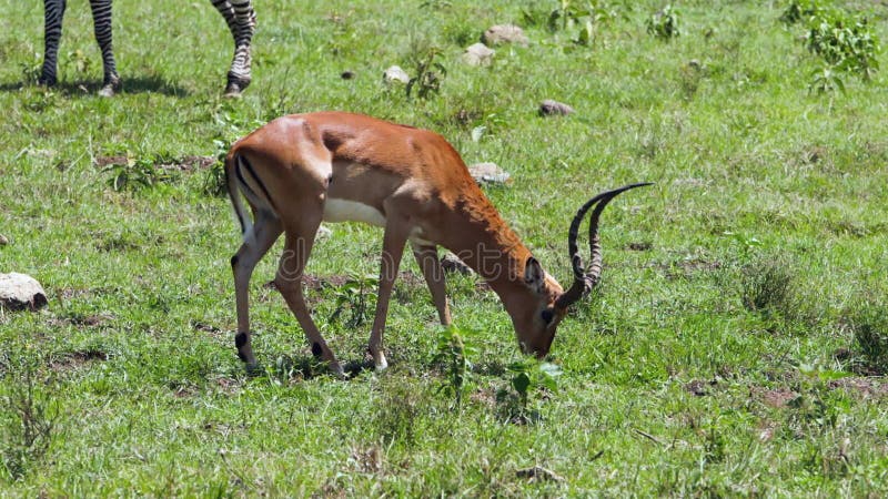 Een gazelle die door een savanne loopt