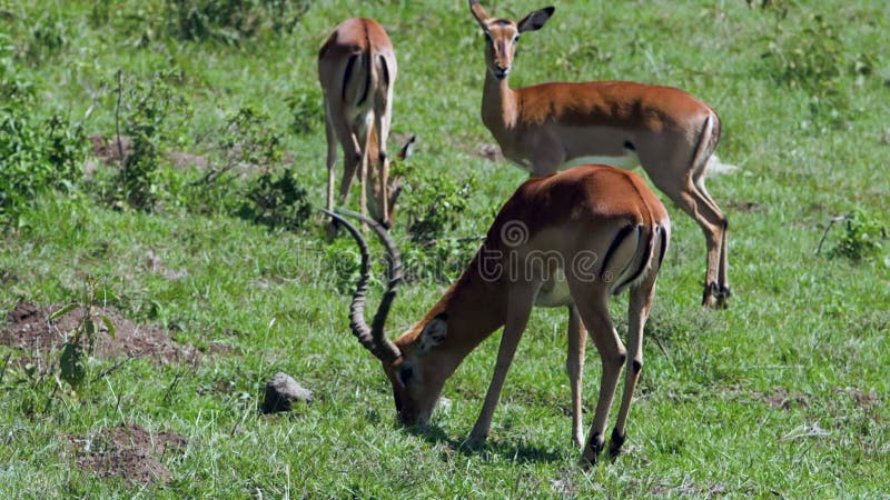 Een gazelle die door een savanne loopt