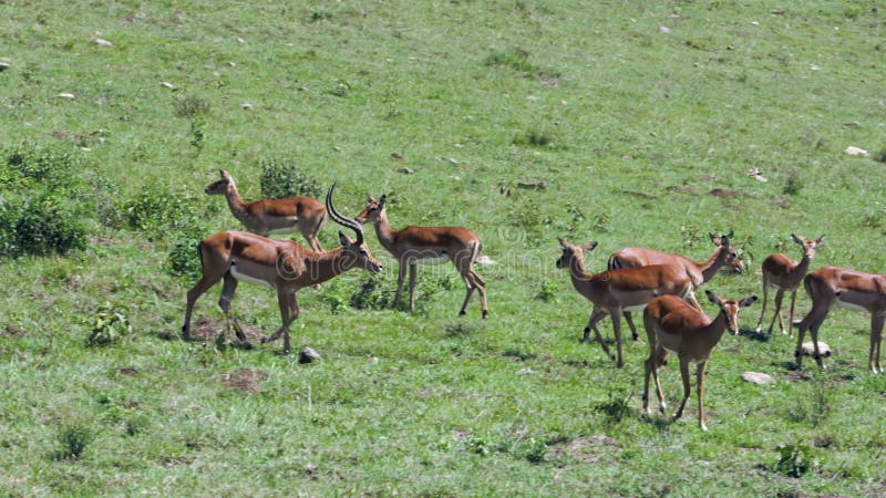 Een gazelle die door een savanne loopt