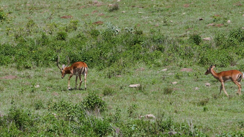 Een gazelle die door een savanne loopt