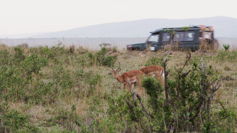 Een gazelle die door een savanne loopt