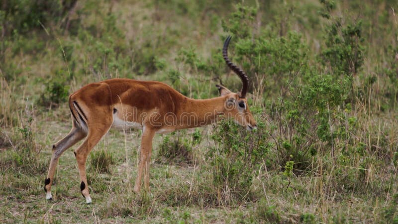 Een gazelle die door een savanne loopt