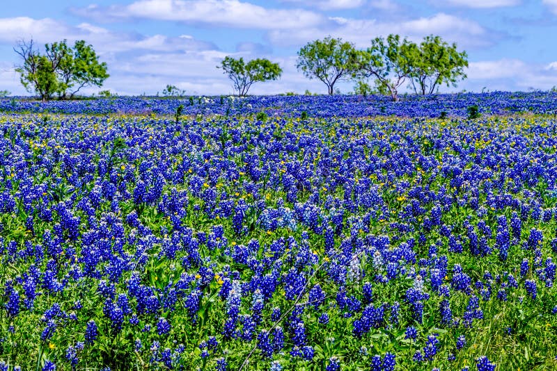 Een Gebied met Beroemd Texas Bluebonnet wordt bedekt dat stock foto Een Gebied met Beroemd Texas Bluebonnet wordt bedekt dat stock foto