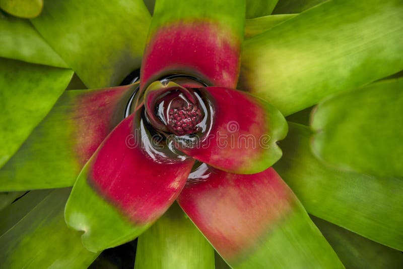 Een gedetailleerde mening van hierboven van een natte bromelia stock afbeelding Een gedetailleerde mening van hierboven van een natte bromelia stock afbeelding