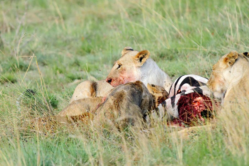 Een gedode Zebra en een leeuwin royalty-vrije stock foto's Een gedode Zebra en een leeuwin royalty-vrije stock foto's