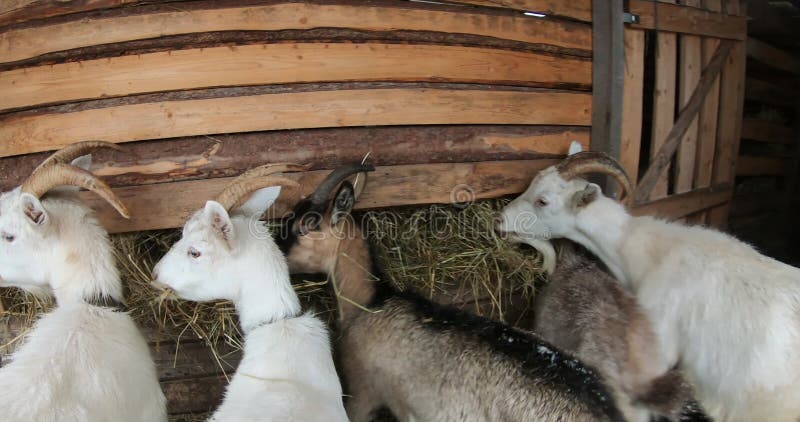 Een geit voor huisdieren. boerderij. landbouw en ecologie.