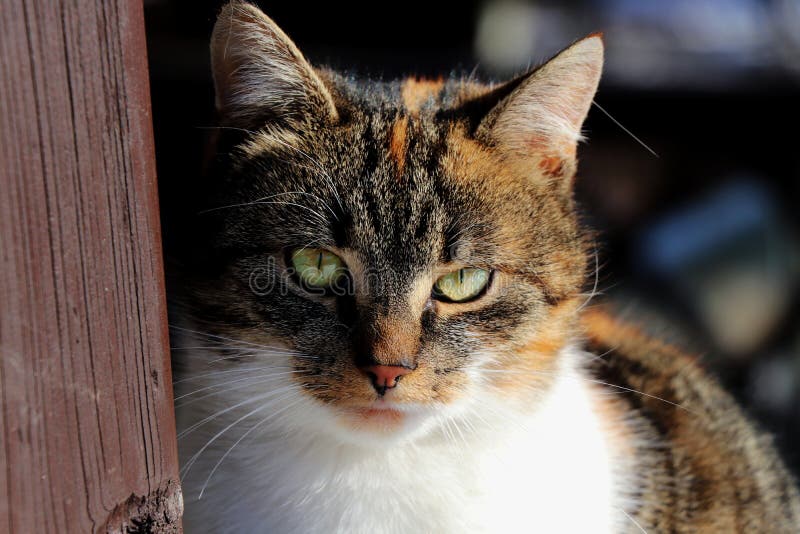 Een gekleurde kat die mening als werkgever heeft stock foto Een gekleurde kat die mening als werkgever heeft stock foto