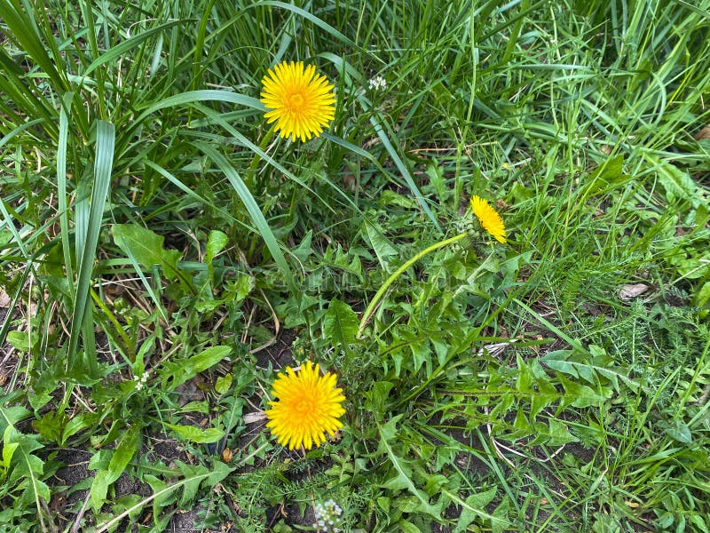 Een gele andelionbloem groeit tussen het groene gras stock foto's