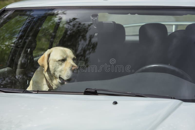 Een gele Labrador zit in een hete auto in Finland royalty-vrije stock afbeelding Een gele Labrador zit in een hete auto in Finland royalty-vrije stock afbeelding