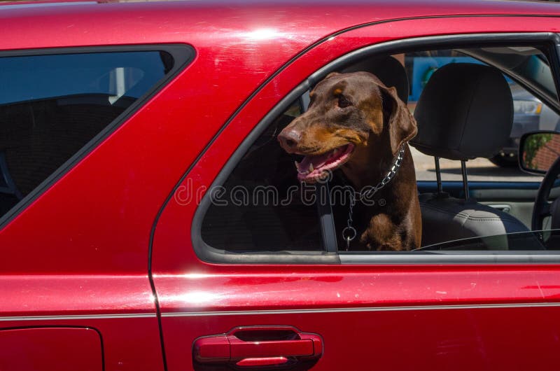 a dog left in a hot car with windows open for air. a dog left in a hot car with windows open for air