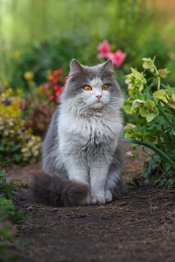 Een gelukkige kat in zonnige bloemen veegt huiskatten op zijn eerste wandeling buiten de tuin royalty-vrije stock foto Een gelukkige kat in zonnige bloemen veegt huiskatten op zijn eerste wandeling buiten de tuin royalty-vrije stock foto