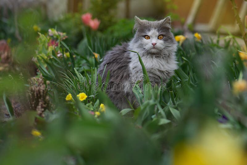 Een gelukkige kat in zonnige bloemen veegt huiskatten op zijn eerste wandeling buiten de tuin royalty-vrije stock afbeelding Een gelukkige kat in zonnige bloemen veegt huiskatten op zijn eerste wandeling buiten de tuin royalty-vrije stock afbeelding