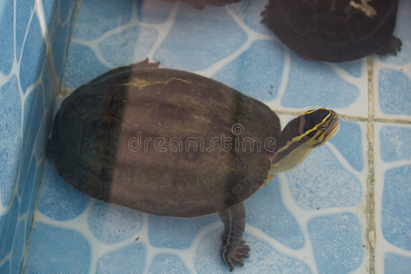een gemeenschappelijke brekende Schildpad & x28; Chelydra serpentina& x29; het opduiken in po royalty-vrije stock foto's een gemeenschappelijke brekende Schildpad & x28; Chelydra serpentina& x29; het opduiken in po royalty-vrije stock foto's