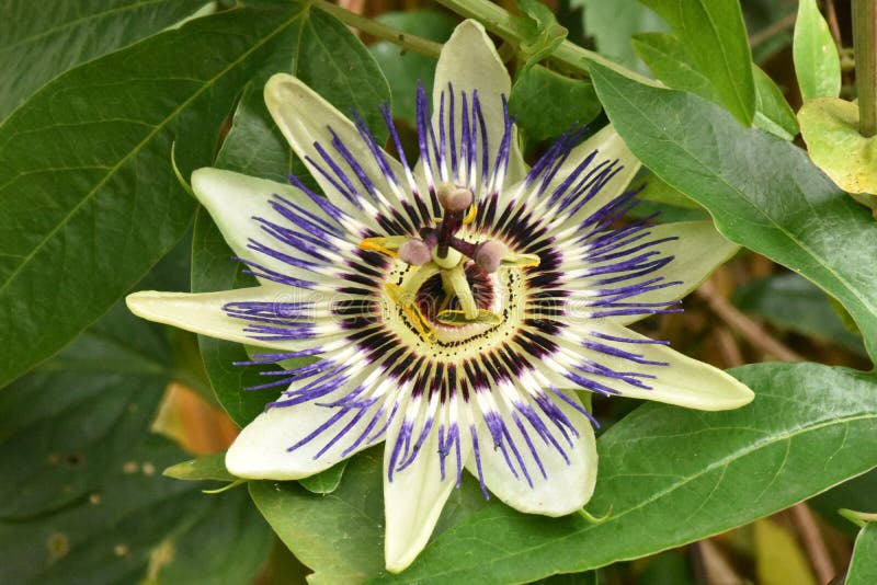 Een geopende Trillende Hartstochtsbloem perfect in al zijn Glorie royalty-vrije stock foto's Een geopende Trillende Hartstochtsbloem perfect in al zijn Glorie royalty-vrije stock foto's