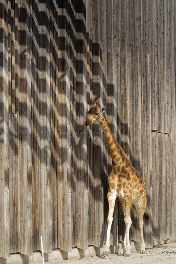 Een giraf in Afrikaanse Vlakte van Dierentuin, in Lyon stock fotografie Een giraf in Afrikaanse Vlakte van Dierentuin, in Lyon stock fotografie