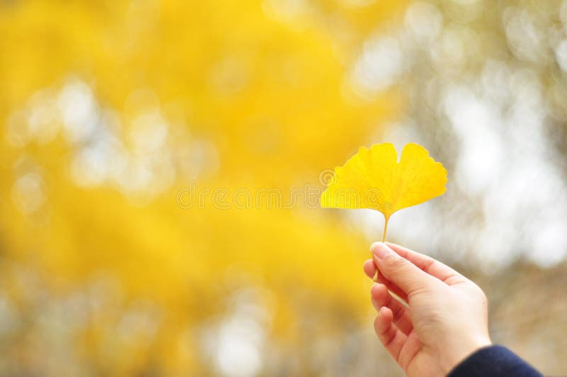 Een gouden ginkgoblad op hand stock afbeeldingen Een gouden ginkgoblad op hand stock afbeeldingen