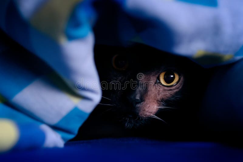 Een grappige Lykoi kat verstopt zich onder de deken. Horizontale afbeelding stock afbeeldingen