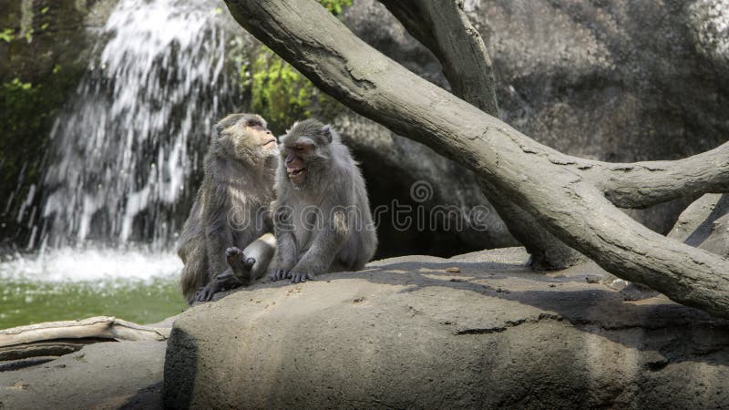 Een grappige scène van het lachen apen Twee volwassenen Formosan rots macaques stock afbeelding Een grappige scène van het lachen apen Twee volwassenen Formosan rots macaques stock afbeelding