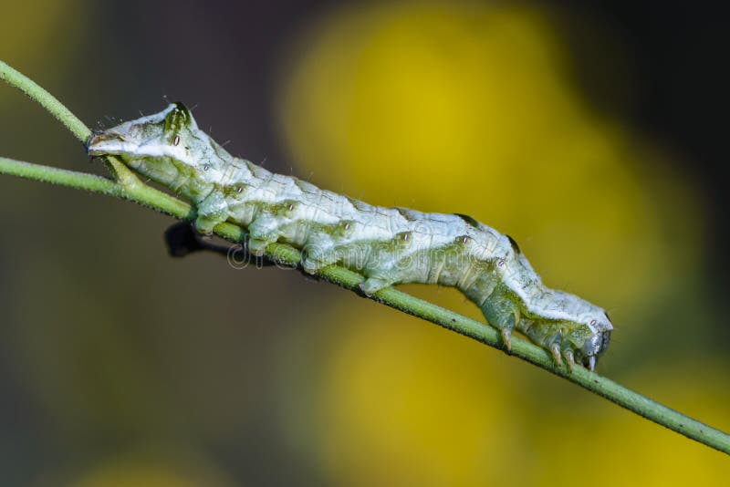 Een groene rupsband met een mooi patroon stock afbeeldingen Een groene rupsband met een mooi patroon stock afbeeldingen