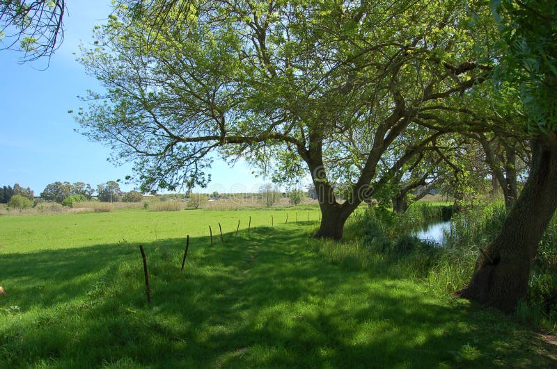 A foreshortening of the path along the Ciane's river bank in Syracuse (Sicily) the first day of spring. Th tree is an ash. A foreshortening of the path along the Ciane's river bank in Syracuse (Sicily) the first day of spring. Th tree is an ash.